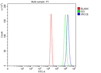 Ku70/XRCC6 Antibody