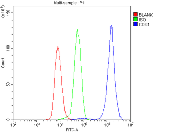 CDK1 Rabbit Polyclonal Antibody