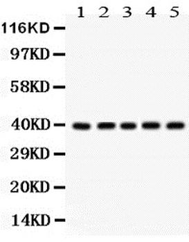 Cdk7 Rabbit Polyclonal Antibody