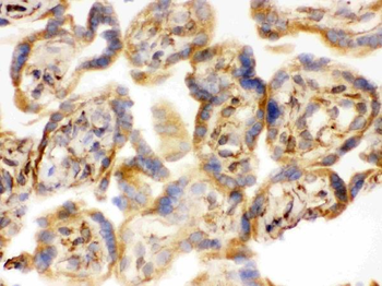 COMT Antibody