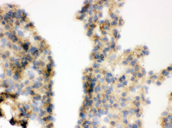 COMT Antibody