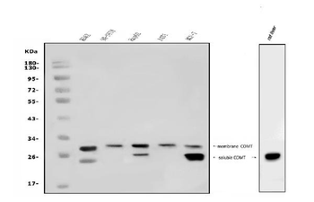 COMT Antibody