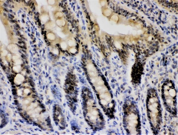 Cryptochrome I/CRY1 Rabbit Polyclonal Antibody