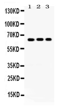 Cryptochrome I/CRY1 Rabbit Polyclonal Antibody