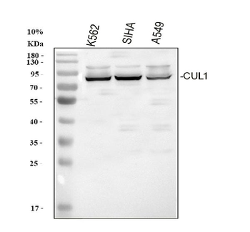 Cullin 1/CUL1 Rabbit Polyclonal Antibody