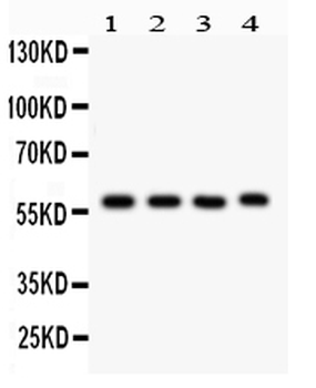 Cytochrome P450 1A1/CYP1A1 Antibody