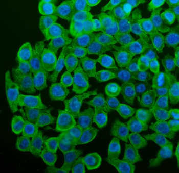Cytochrome P450 1A1/CYP1A1 Antibody