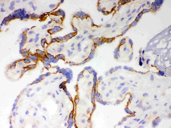 Cytochrome P450 1A1/CYP1A1 Antibody