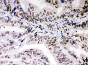 Daxx Antibody