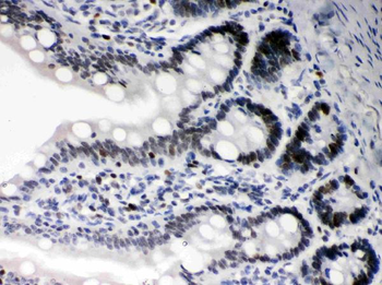 Daxx Antibody
