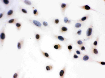 Daxx Antibody