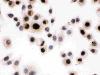 Daxx Antibody