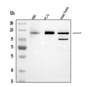 Daxx Antibody