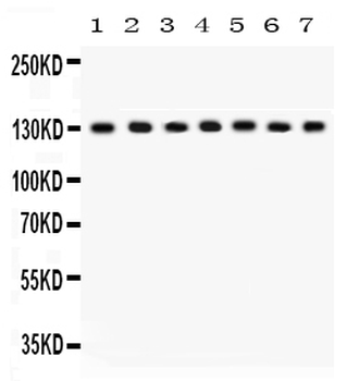 SAP97/DLG1 Antibody