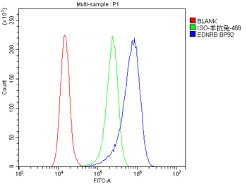 Endothelin B Receptor/EDNRB Rabbit Polyclonal Antibody