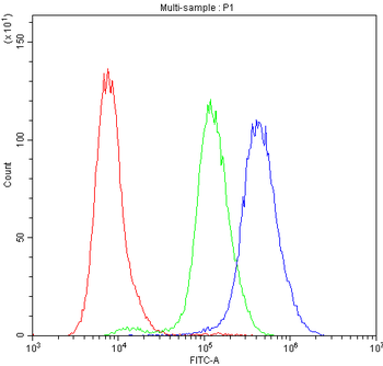 PKC eta/PRKCH Rabbit Polyclonal Antibody