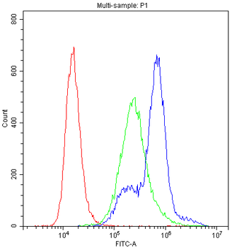 PKC eta/PRKCH Rabbit Polyclonal Antibody