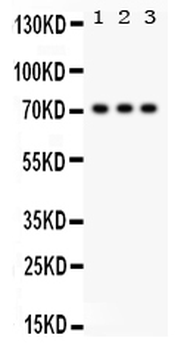 SP2 transcription factor Rabbit Polyclonal Antibody