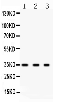 SPARC Rabbit Polyclonal Antibody