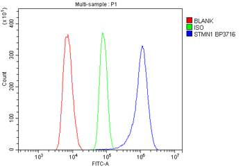 Stathmin 1/STMN1 Antibody
