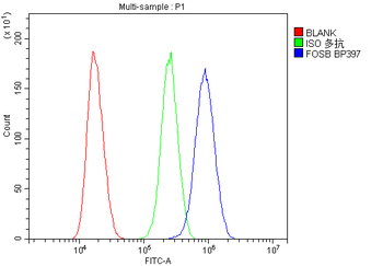 Fos B/FOSB Rabbit Polyclonal Antibody