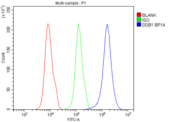DDB1 Antibody