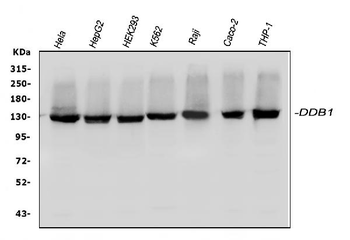 DDB1 Antibody