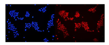 DDB1 Antibody
