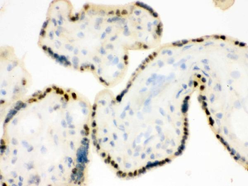 DDB1 Antibody