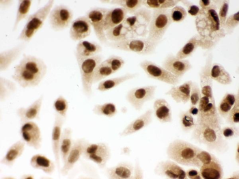 DDB1 Antibody
