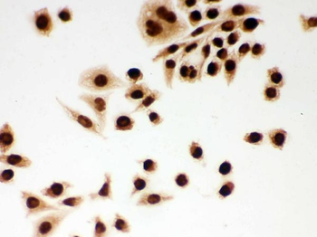 DDB1 Antibody