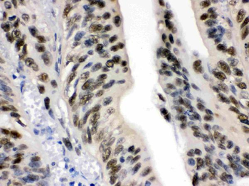 DDB1 Antibody