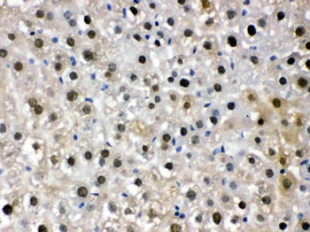 DDB1 Antibody