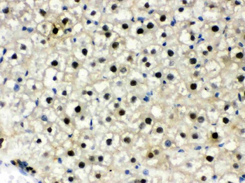 DDB1 Antibody