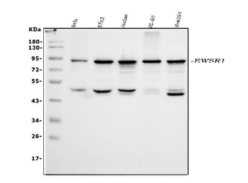 EWSR1 Antibody