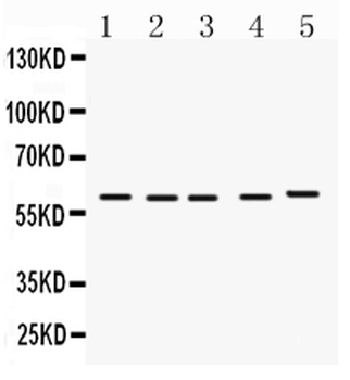 FMO1 Rabbit Polyclonal Antibody