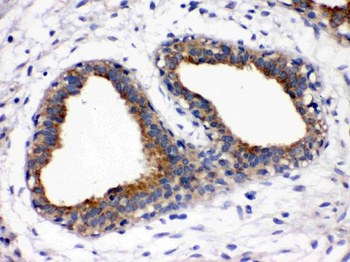Galactoside 2-alpha-L-fucosyltransferase 1/FUT1 Rabbit Polyclonal Antibody