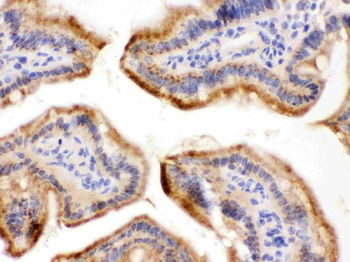 Galactoside 2-alpha-L-fucosyltransferase 1/FUT1 Rabbit Polyclonal Antibody