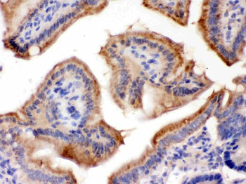 Galactoside 2-alpha-L-fucosyltransferase 1/FUT1 Rabbit Polyclonal Antibody