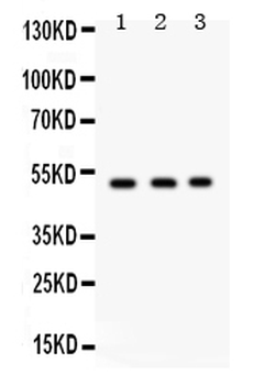 Galactoside 2-alpha-L-fucosyltransferase 1/FUT1 Rabbit Polyclonal Antibody
