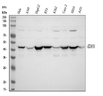 Isocitrate dehydrogenase/IDH1 Antibody