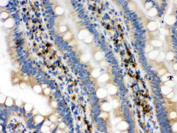 IDH2 Antibody