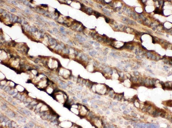 IDH2 Antibody