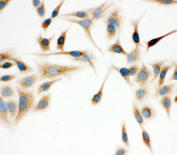 IDH2 Antibody