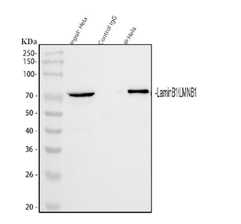 Lamin B1/LMNB1 Antibody