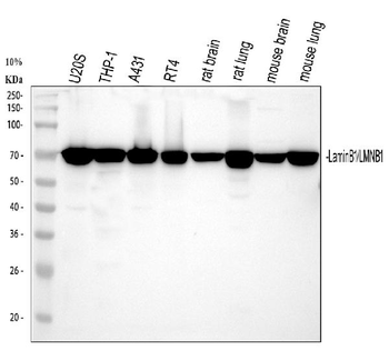 Lamin B1/LMNB1 Antibody