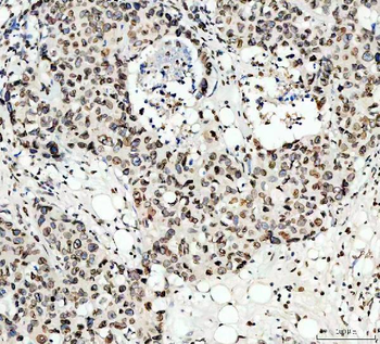 Lamin B1/LMNB1 Antibody