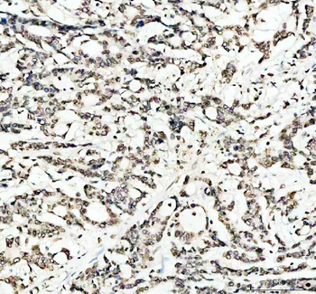Lamin B1/LMNB1 Antibody