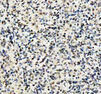 Lamin B1/LMNB1 Antibody