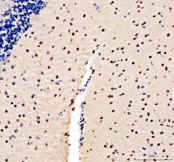Lamin B1/LMNB1 Antibody